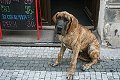 4 měsíční štěňátečko německé dogy