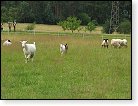 Kozy i ovce na pastvě za hájenkou 