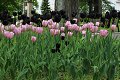Čierne tulipány