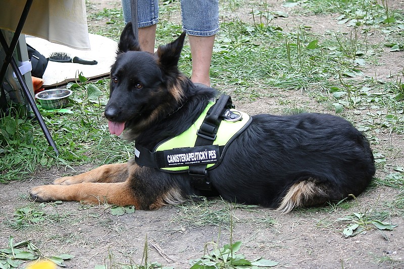 Svátek dřeva Frenštát 4.8.2012