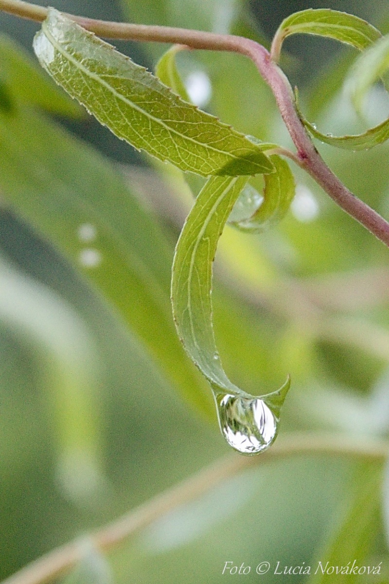 Procházka v zámecké zahradě, Šilheřovice 18.5.2019